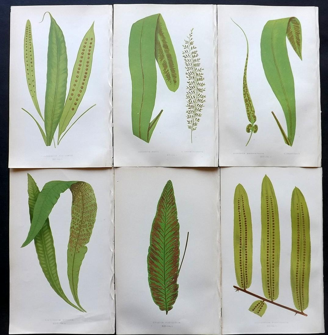 Lowe, Edward 1857 Lot of 6 Antique Fern Prints: Woodblocks Published 1856-62 by Groombridge and Sons, London for "Ferns: British and Exotic" by Edward Lowe. Illustrated by A.F. Lydon. Printed by Benjamin Fawcett. Paper Size: 10 x 6 inch (25 x 15cm)
