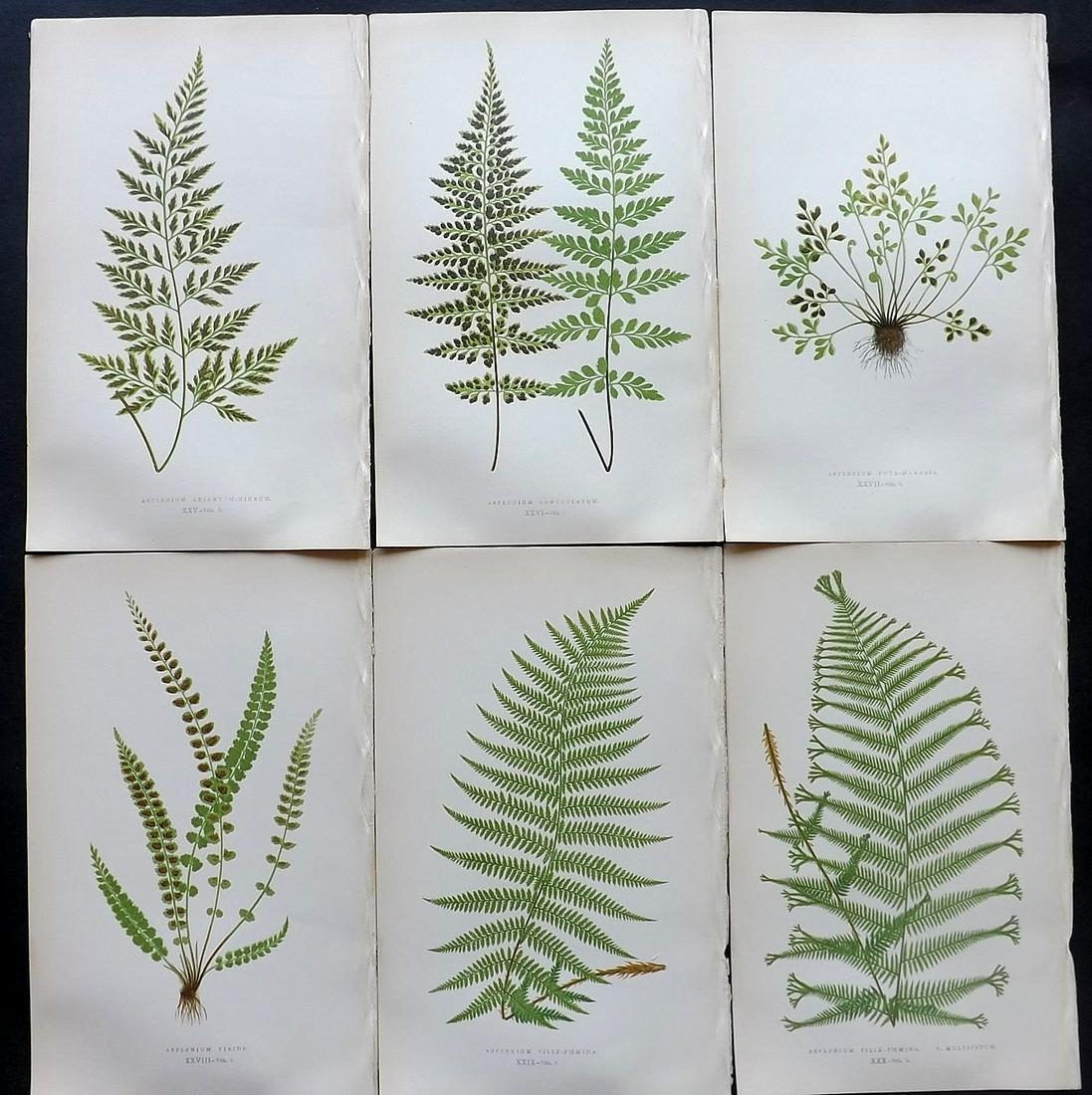 Lowe, Edward 1857 Lot of 6 Antique Fern Prints: Woodblocks Published 1856-62 by Groombridge and Sons, London for "Ferns: British and Exotic" by Edward Lowe. Illustrated by A.F. Lydon. Printed by Benjamin Fawcett. Paper Size: 10 x 6 inch (25 x 15cm)