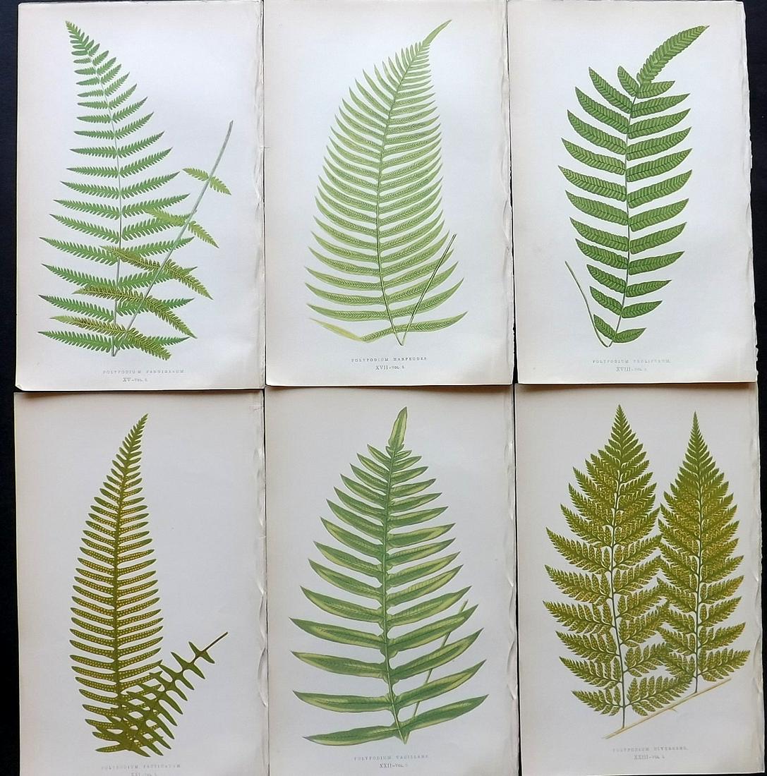 Lowe, Edward 1857 Lot of 6 Antique Fern Prints: Woodblocks Published 1856-62 by Groombridge and Sons, London for "Ferns: British and Exotic" by Edward Lowe. Illustrated by A.F. Lydon. Printed by Benjamin Fawcett. Paper Size: 10 x 6 inch (25 x 15cm)
