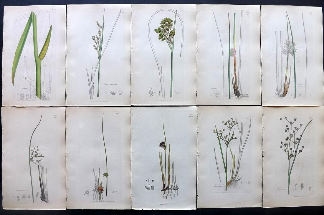 Sowerby, James C1840 Lot 10 Part HCol Botanical Prints: Partial Hand Colored Etchings only (as issued) Published London, 1832-46 for "English Botany; or, Coloured Figures of British Plants…" Second Edition by James Sowerby and Edward Smith. Paper Size: 9