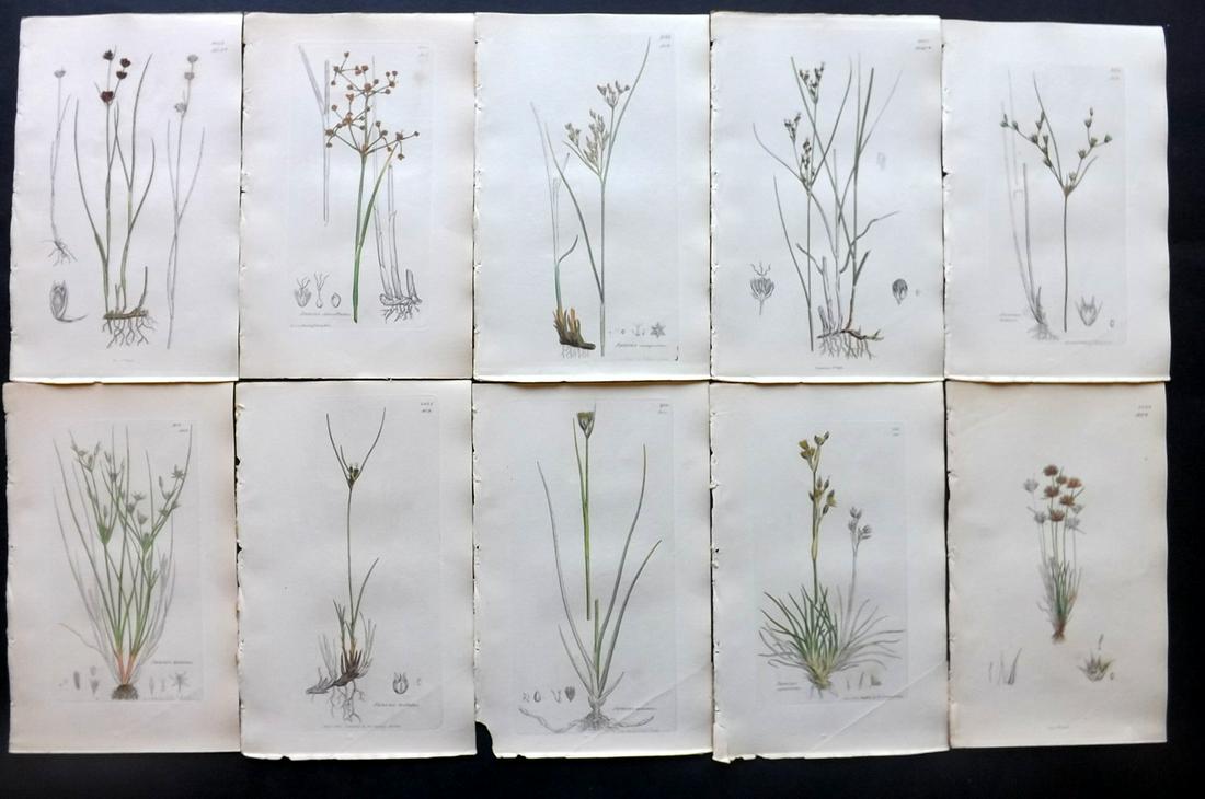 Sowerby, James C1840 Lot 10 Part HCol Botanical Prints: Partial Hand Colored Etchings only (as issued) Published London, 1832-46 for "English Botany; or, Coloured Figures of British Plants…" Second Edition by James Sowerby and Edward Smith. Paper Size: 9