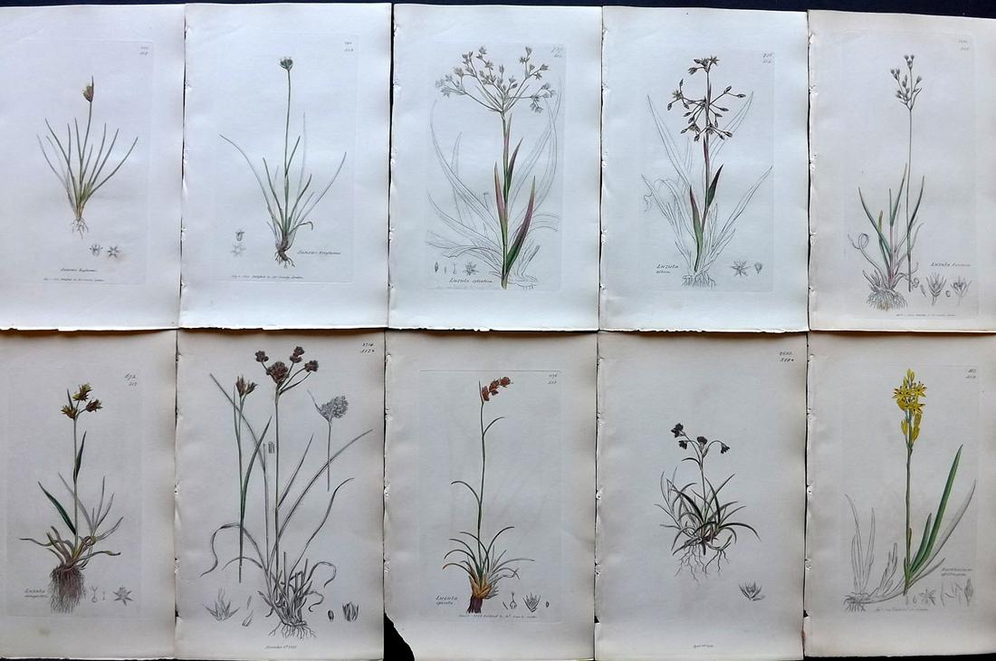 Sowerby, James C1840 Lot 10 Part HCol Botanical Prints: Partial Hand Colored Etchings only (as issued) Published London, 1832-46 for "English Botany; or, Coloured Figures of British Plants…" Second Edition by James Sowerby and Edward Smith. Paper Size: 9