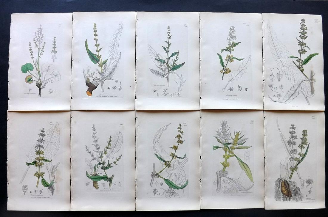 Sowerby, James C1840 Lot 10 Part HCol Botanical Prints: Partial Hand Colored Etchings only (as issued) Published London, 1832-46 for "English Botany; or, Coloured Figures of British Plants…" Second Edition by James Sowerby and Edward Smith. Paper Size: 9