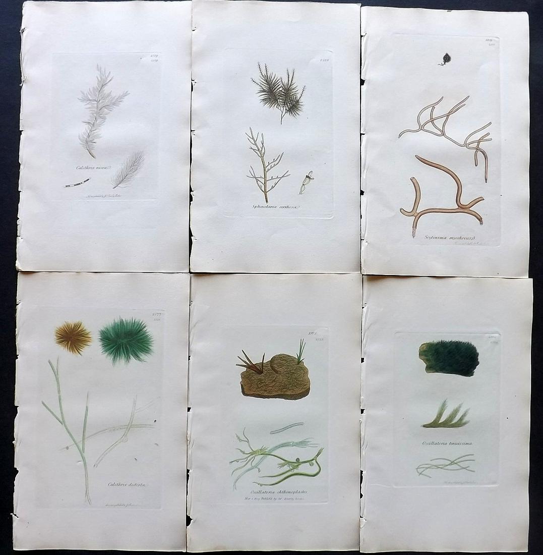 Sowerby, James C1840 Lot of 6 Hand Col Seaweed Prints: Full Hand Colored Etchings Published London, 1832-46 for "English Botany; or, Coloured Figures of British Plants…" Second Edition by James Sowerby and Edward Smith. Paper Size: 9 x 5.5 inch (23 x 14