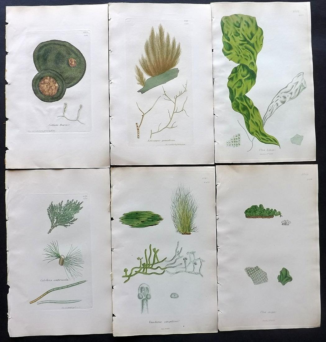 Sowerby, James C1840 Lot of 6 Hand Col Seaweed Prints: Full Hand Colored Etchings Published London, 1832-46 for "English Botany; or, Coloured Figures of British Plants…" Second Edition by James Sowerby and Edward Smith. Paper Size: 9 x 5.5 inch (23 x 14