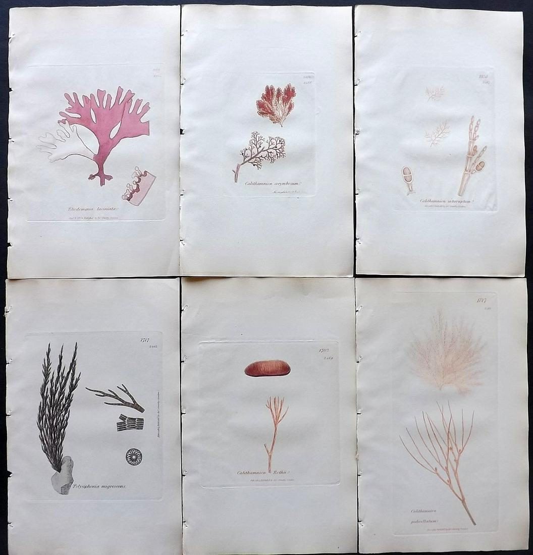 Sowerby, James C1840 Lot of 6 Hand Col Seaweed Prints: Full Hand Colored Etchings Published London, 1832-46 for "English Botany; or, Coloured Figures of British Plants…" Second Edition by James Sowerby and Edward Smith. Paper Size: 9 x 5.5 inch (23 x 14