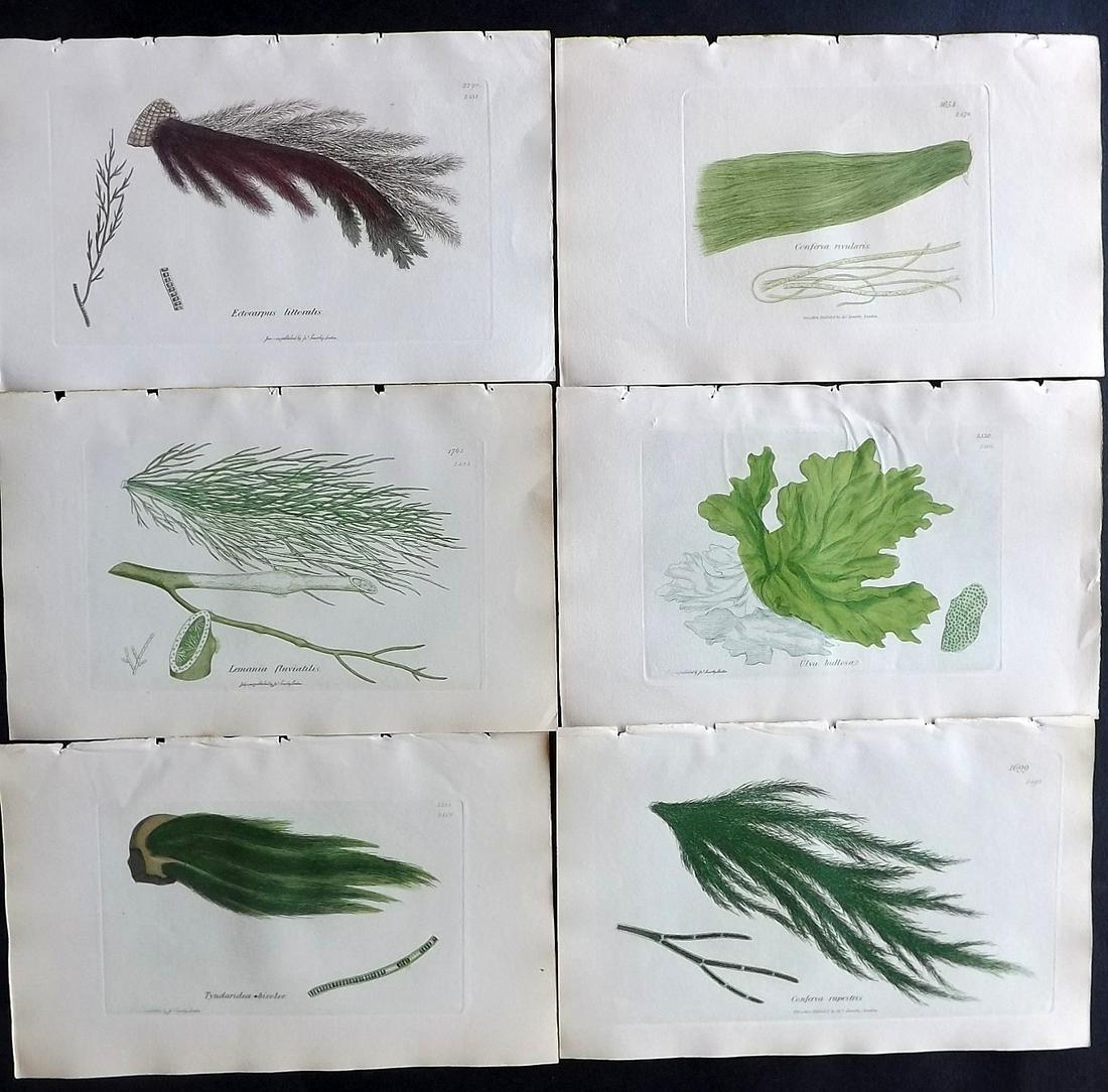 Sowerby, James C1840 Lot of 6 Hand Col Seaweed Prints: Full Hand Colored Etchings Published London, 1832-46 for "English Botany; or, Coloured Figures of British Plants…" Second Edition by James Sowerby and Edward Smith. Paper Size: 9 x 5.5 inch (23 x 14