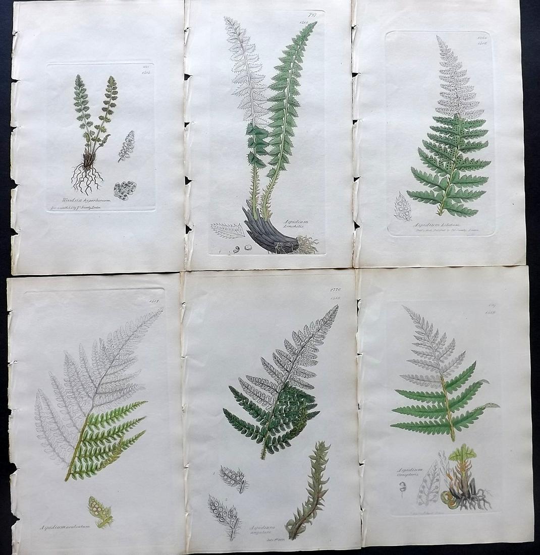 Sowerby, James C1840 Lot of 6 Part HCol Ferns Prints (1 of 2)