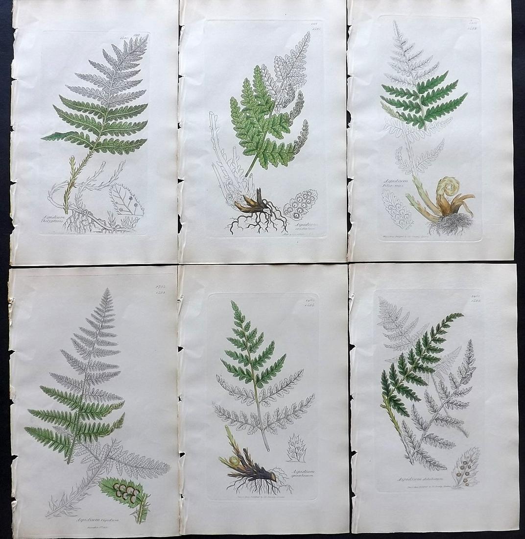 Sowerby, James C1840 Lot of 6 Part HCol Ferns Prints (1 of 2)