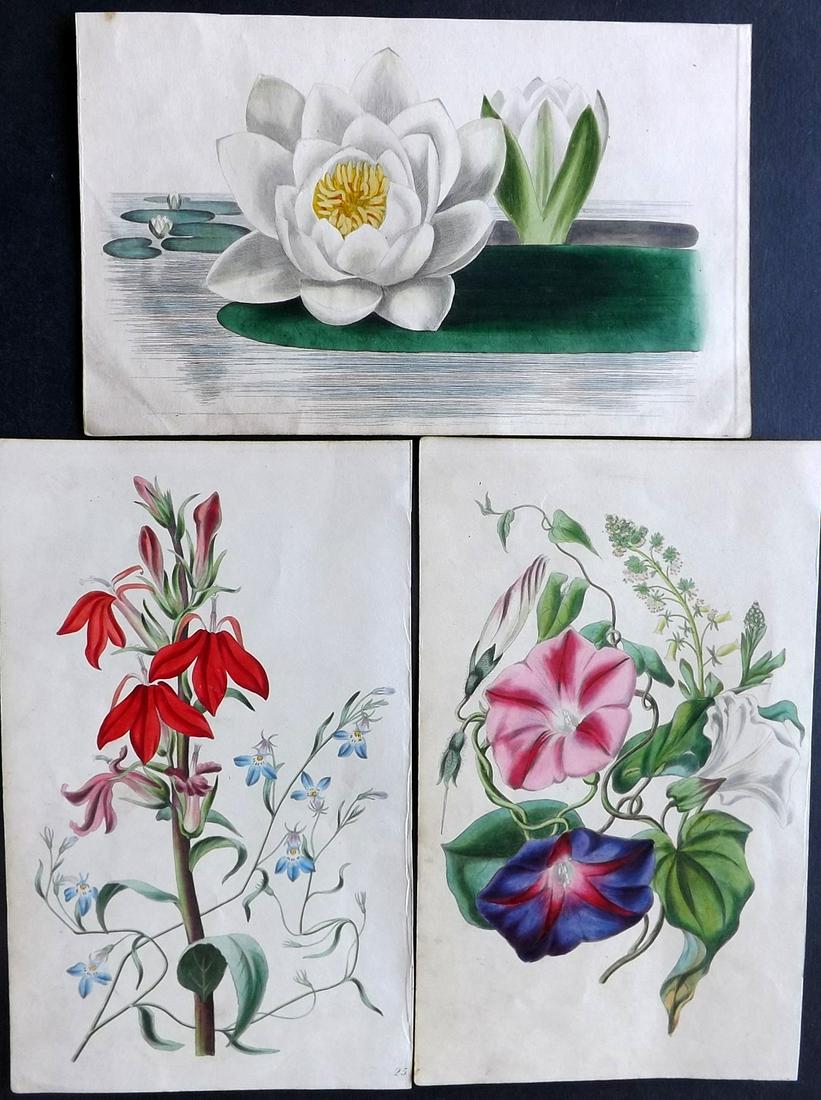 Twamley, Louisa 1836 Lot of 3 HCol Botanical Prints (1 of 2)