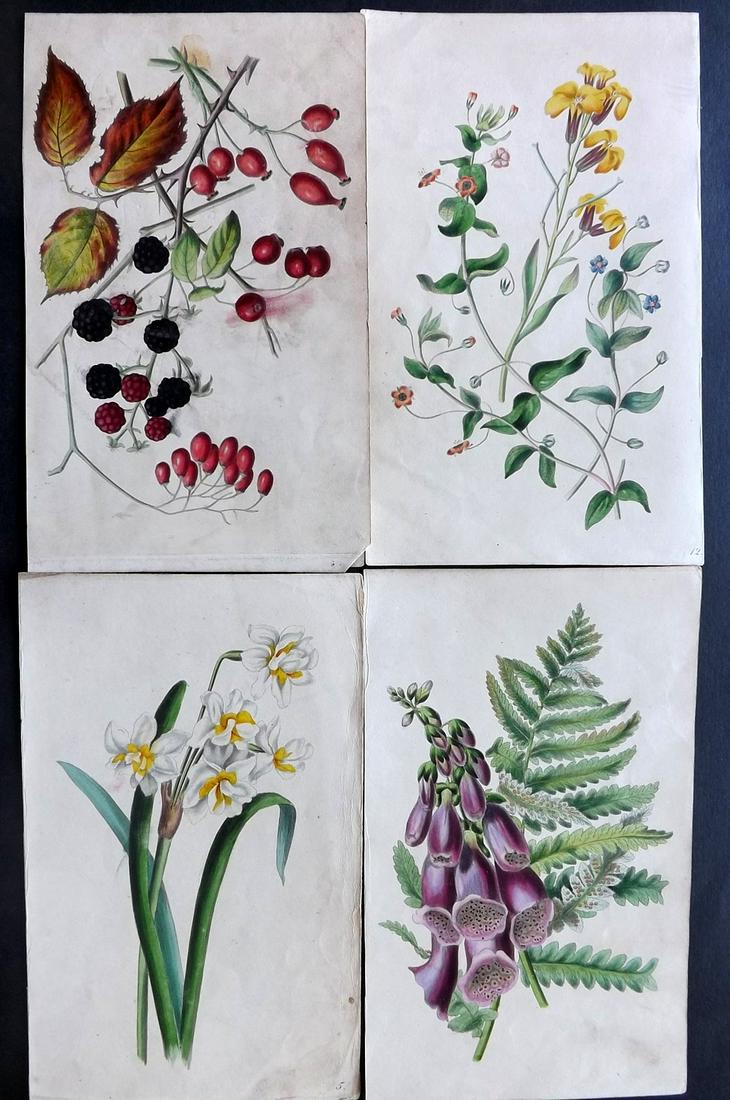 Twamley, Louisa 1836 Lot of 4 HCol Botanical Prints (1 of 2)