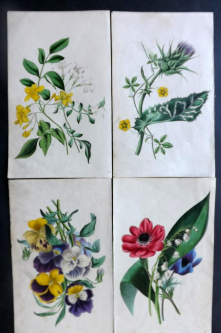 Twamley, Louisa 1836 Lot of 4 HCol Botanical Prints (1 of 2)