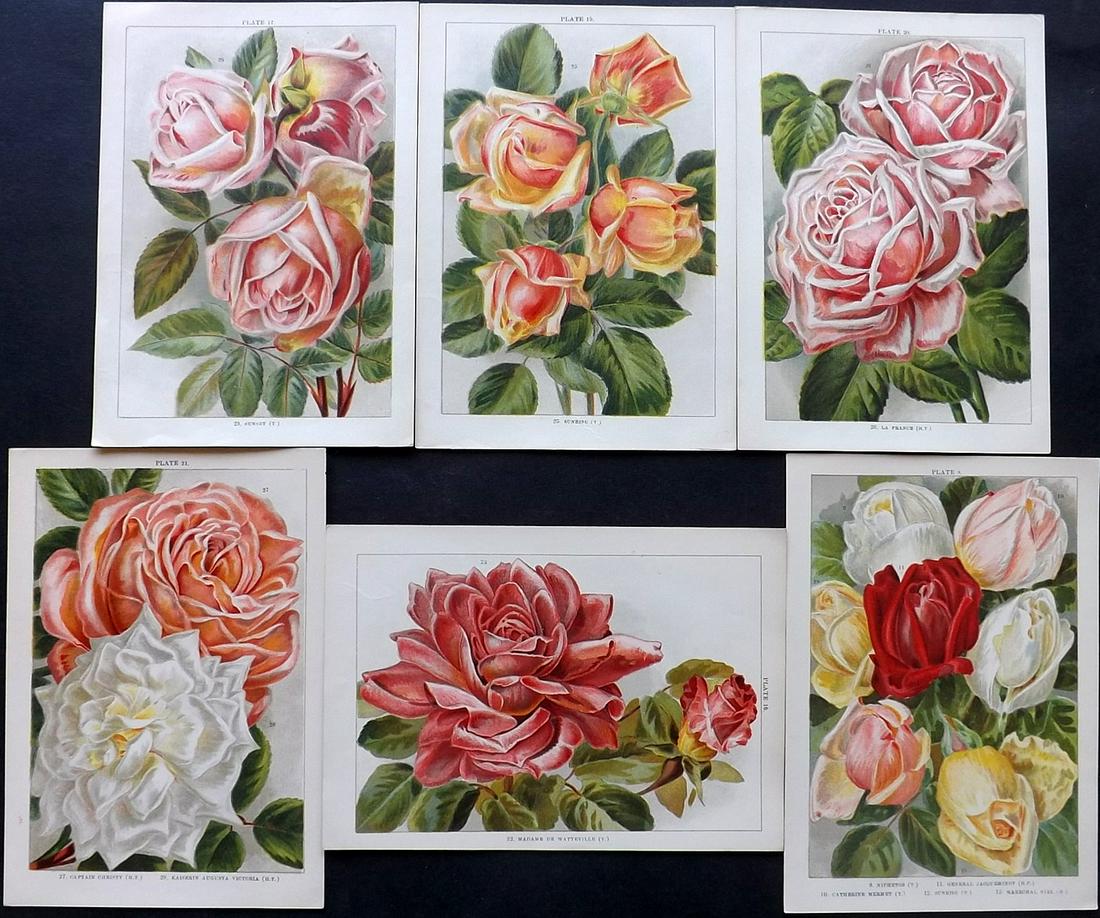 Weathers, John 1903 Lot of 6 Botanical Prints. Roses (1 of 2)