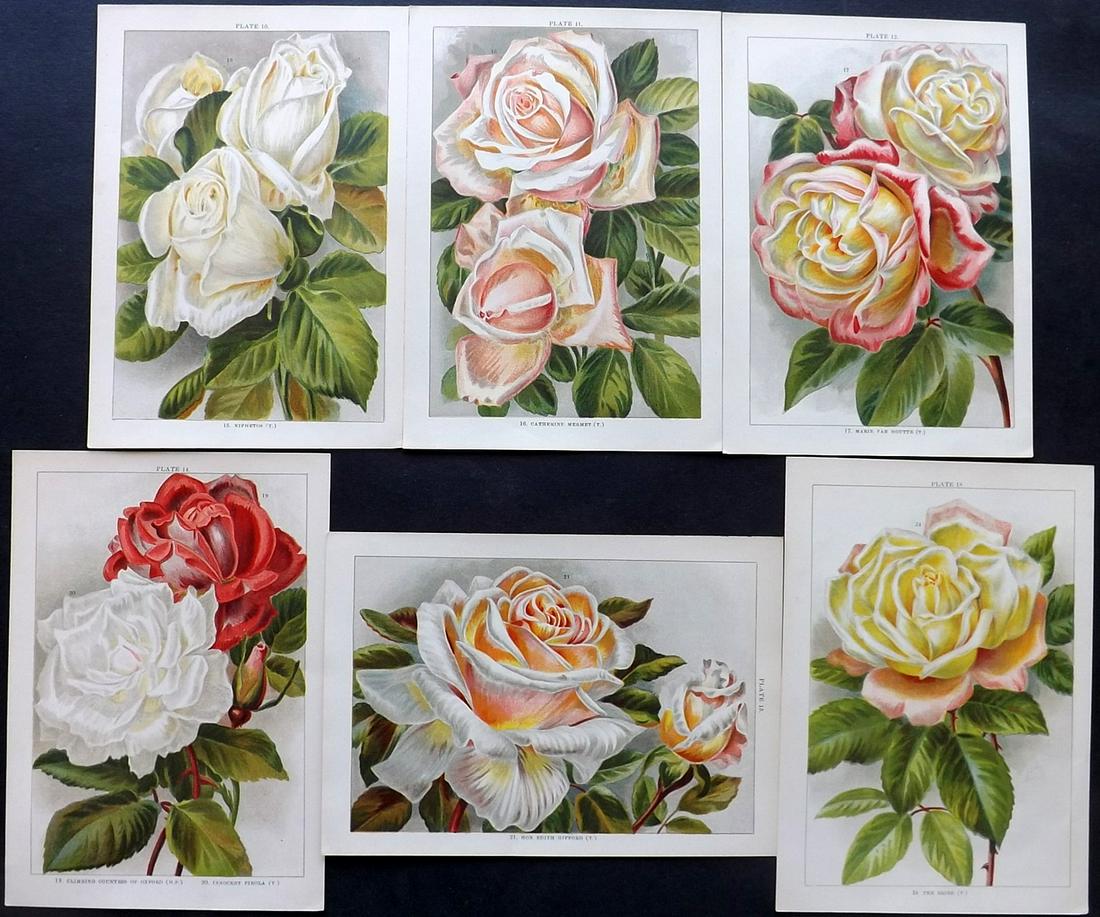 Weathers, John 1903 Lot of 6 Botanical Prints. Roses: Chromolithograph Published 1903, London for "Beautiful Roses for Garden and Greenhouse" by John Weathers. Scarce. Paper Size: 8 x 5.5 inch (20 x 14cm) Good Condition
