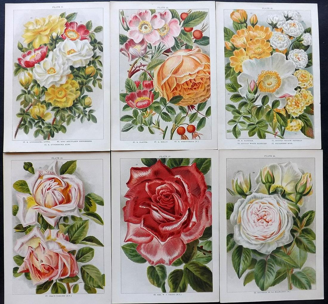 Weathers, John 1903 Lot of 6 Botanical Prints. Roses (1 of 2)