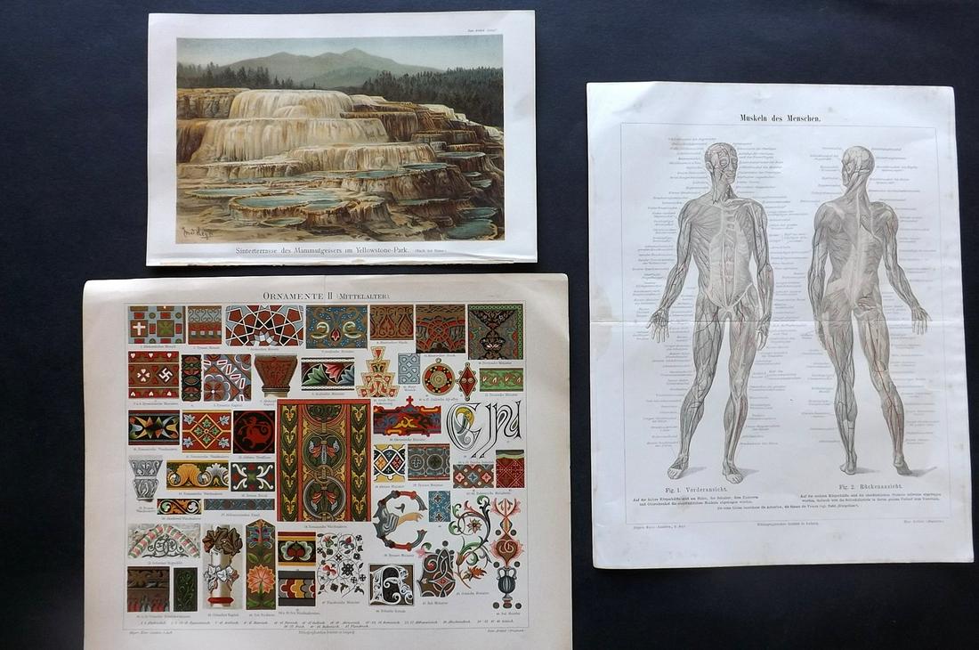 Meyer, Joseph 1890's Mixed Lot of 3 Prints incl Anatomy (1 of 2)