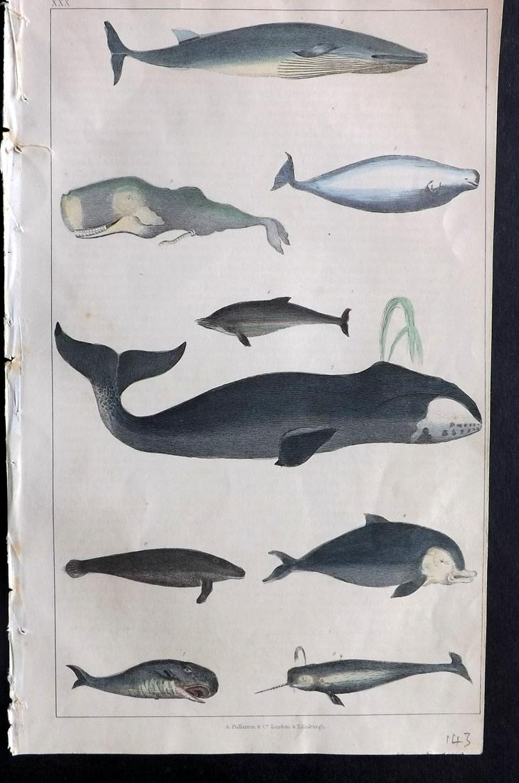 Goldsmith, Oliver 1847 HC Print. Whales & Dolphins: Hand Coloured Etching/Engraving Published 1847 by A. Fullarton & Co., London for "A History of the Earth and Animated Nature" by Oliver Goldsmith. Paper Size: 10 x 6 inch (25 x 16cm) Good Condition ov