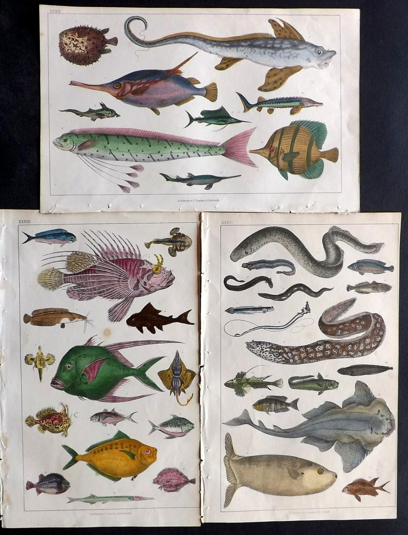 Goldsmith, Oliver 1847 Lot of 3 Hand Col Fish Prints (1 of 2)