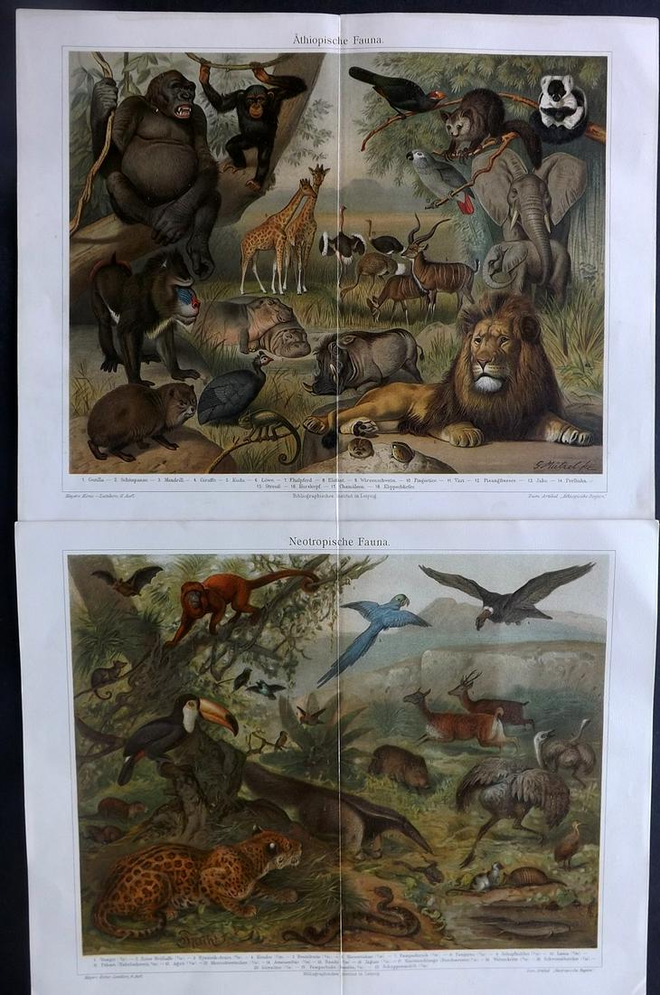 Meyer, Joseph 1890's Pair of Natural History Prints (1 of 2)