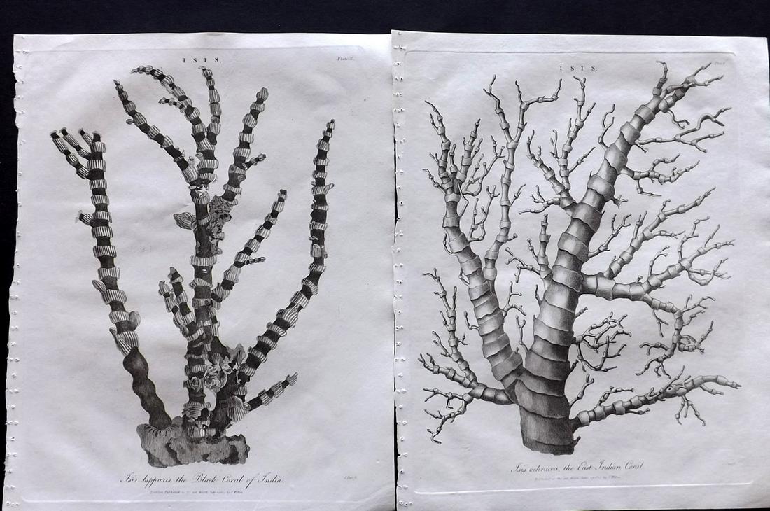 Wilkes, John 1809 Pair of Indian Coral Prints (1 of 2)