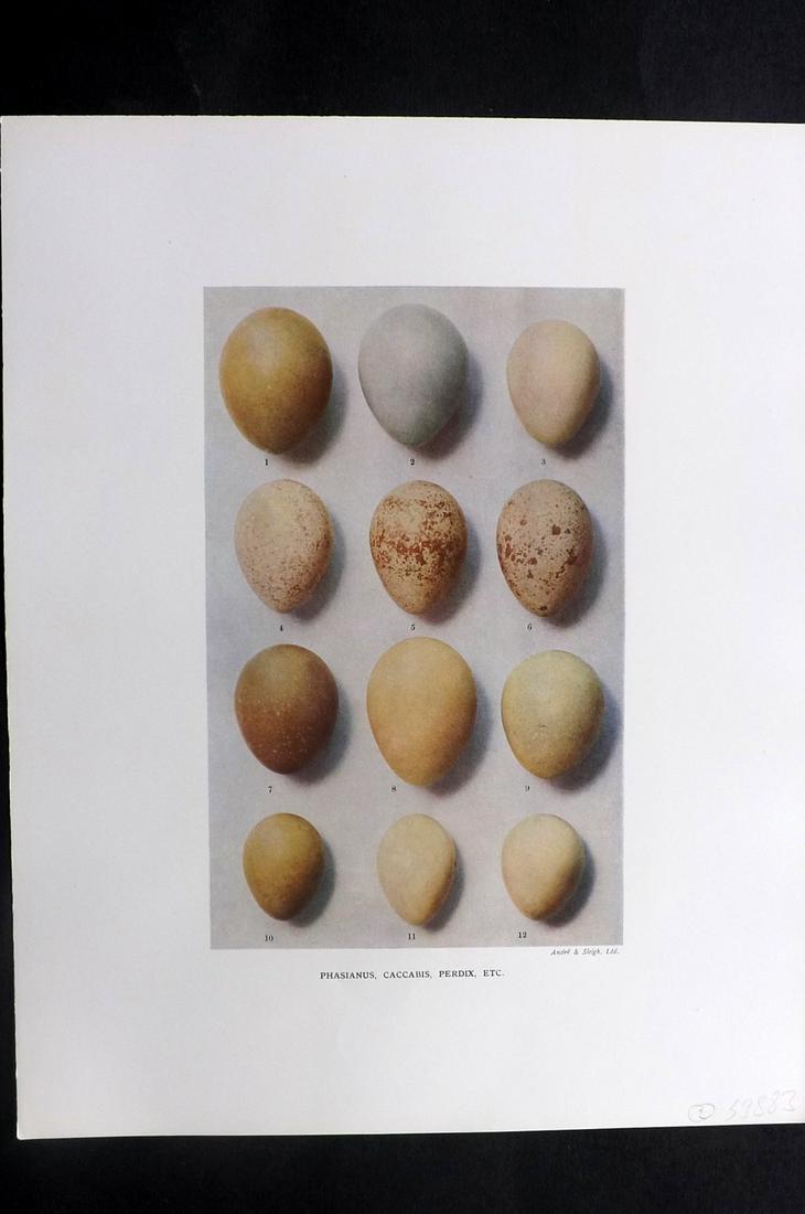 Dresser, Henry 1910 Bird Egg Print. Phasianus etc: Folio Halftone Lithograph Published 1905-10, London for "Eggs Of The Birds Of Europe..." by Henry Dresser. Rare. Paper Size: 13 x 10 inch (33 x 25cm) Good Condition