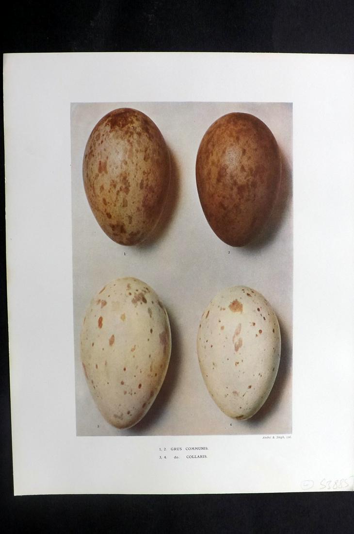 Dresser, Henry 1910 Bird Egg Print. Grus Communis: Folio Halftone Lithograph Published 1905-10, London for "Eggs Of The Birds Of Europe..." by Henry Dresser. Rare. Paper Size: 13 x 10 inch (33 x 25cm) Good Condition