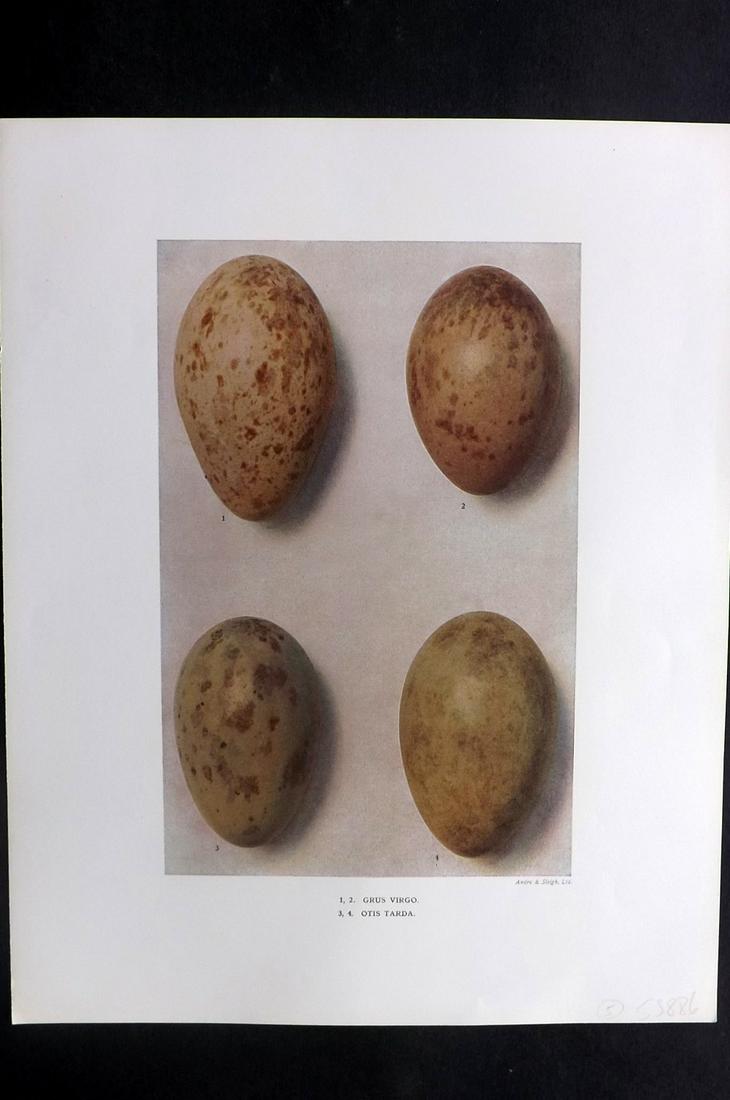 Dresser, Henry 1910 Bird Egg Print. Grus Virgo: Folio Halftone Lithograph Published 1905-10, London for "Eggs Of The Birds Of Europe..." by Henry Dresser. Rare. Paper Size: 13 x 10 inch (33 x 25cm) Good Condition
