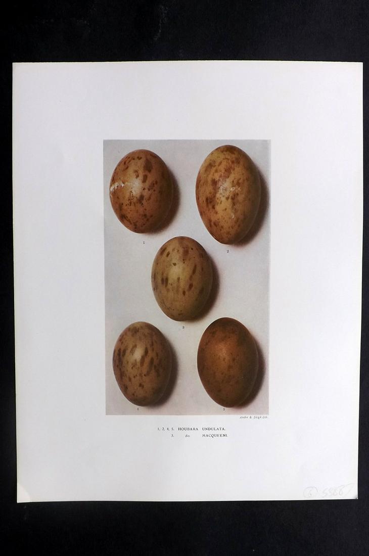 Dresser, Henry 1910 Bird Egg Print. Houbara: Folio Halftone Lithograph Published 1905-10, London for "Eggs Of The Birds Of Europe..." by Henry Dresser. Rare. Paper Size: 13 x 10 inch (33 x 25cm) Good Condition