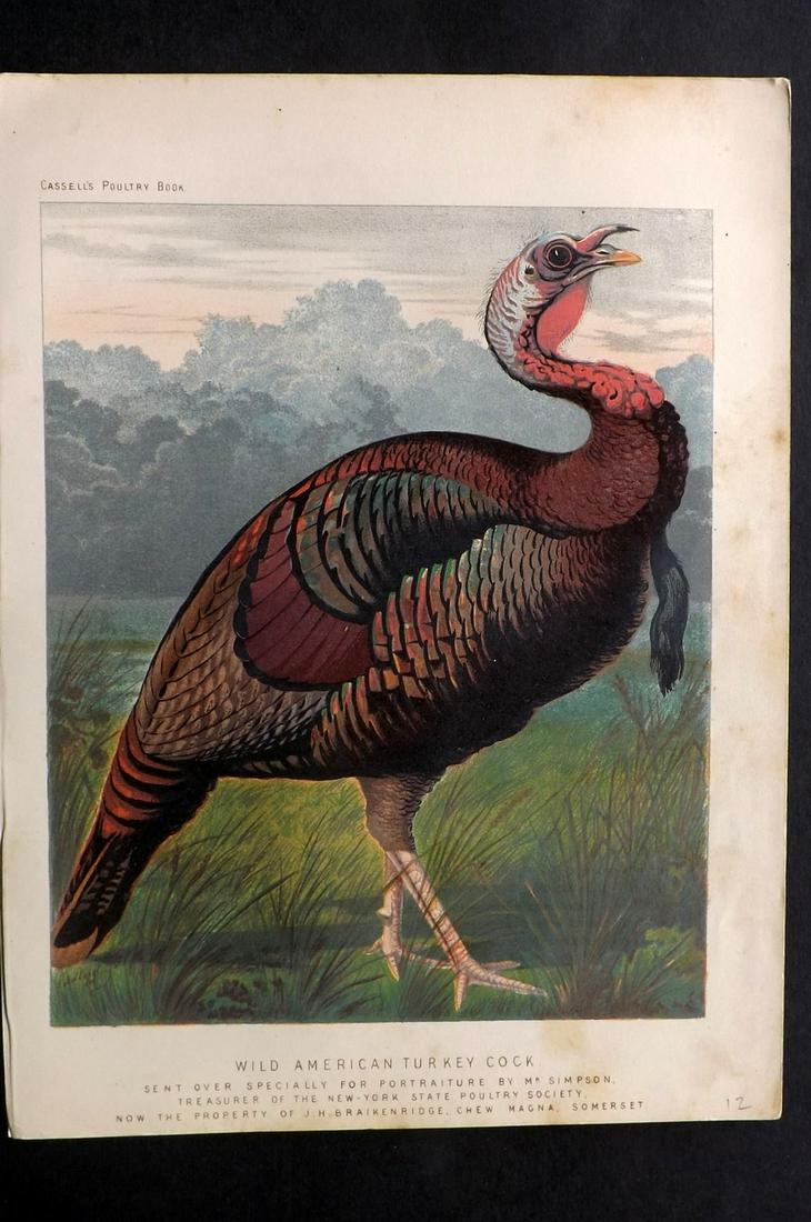Ludlow & Wright C1880 Poultry. Wild American Turkey (1 of 2)