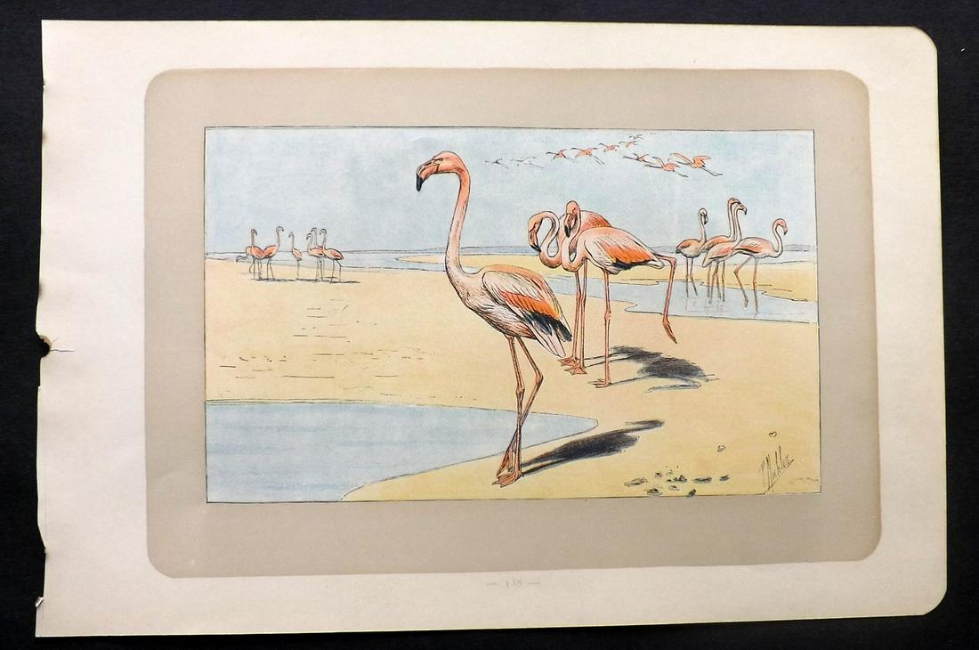 Mahler, P. 1907 Antique Bird Print. Flamingo (1 of 2)