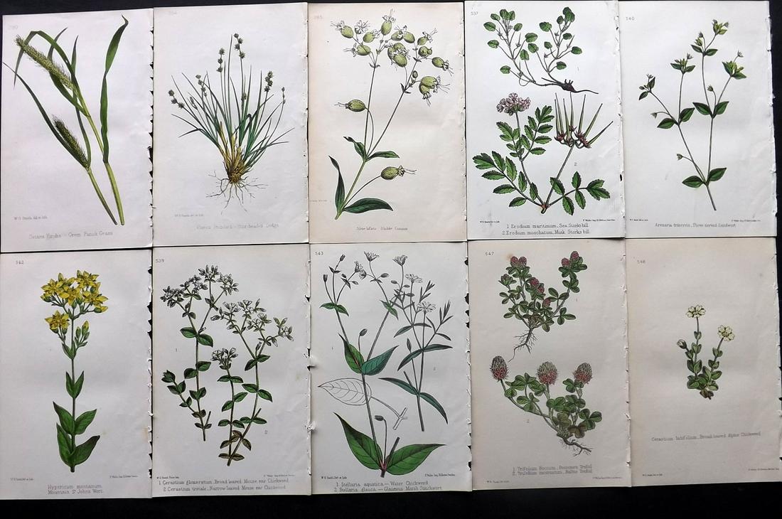 Hogg & Johnson C1870 Lot of 10 HCol Botanical Prints: Hand Coloured Lithographs Published 1863-1880, London for "The Wild Flowers of Great Britain" by Robert Hogg & George W. Johnson. Paper Size: 8.5 x 5 inch (22 x 14cm) Good Condition
