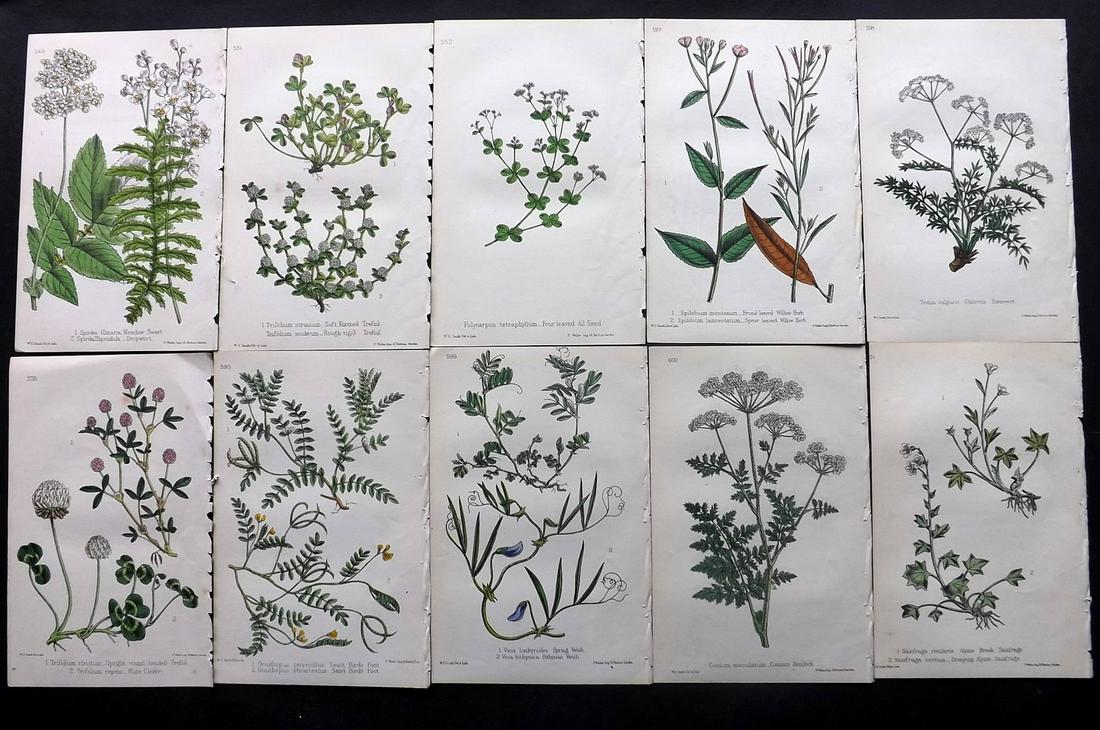Hogg & Johnson C1870 Lot of 10 HCol Botanical Prints: Hand Coloured Lithographs Published 1863-1880, London for "The Wild Flowers of Great Britain" by Robert Hogg & George W. Johnson. Paper Size: 8.5 x 5 inch (22 x 14cm) Good Condition