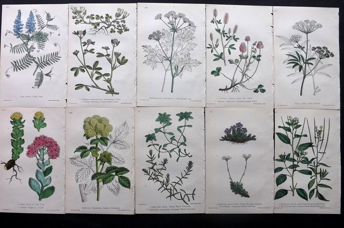 Hogg & Johnson C1870 Lot of 10 HCol Botanical Prints: Hand Coloured Lithographs Published 1863-1880, London for "The Wild Flowers of Great Britain" by Robert Hogg & George W. Johnson. Paper Size: 8.5 x 5 inch (22 x 14cm) Good Condition