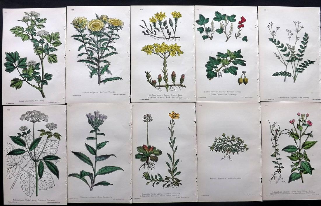 Hogg & Johnson C1870 Lot of 10 HCol Botanical Prints: Hand Coloured Lithographs Published 1863-1880, London for "The Wild Flowers of Great Britain" by Robert Hogg & George W. Johnson. Paper Size: 8.5 x 5 inch (22 x 14cm) Good Condition