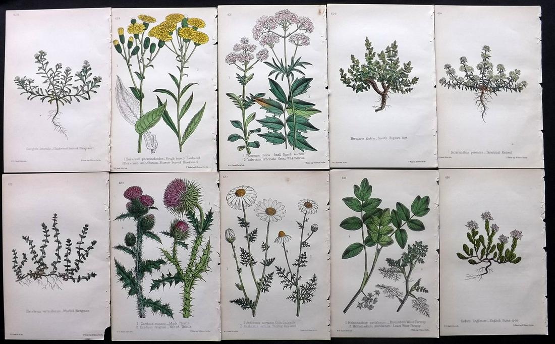 Hogg & Johnson C1870 Lot of 10 HCol Botanical Prints: Hand Coloured Lithographs Published 1863-1880, London for "The Wild Flowers of Great Britain" by Robert Hogg & George W. Johnson. Paper Size: 8.5 x 5 inch (22 x 14cm) Good Condition