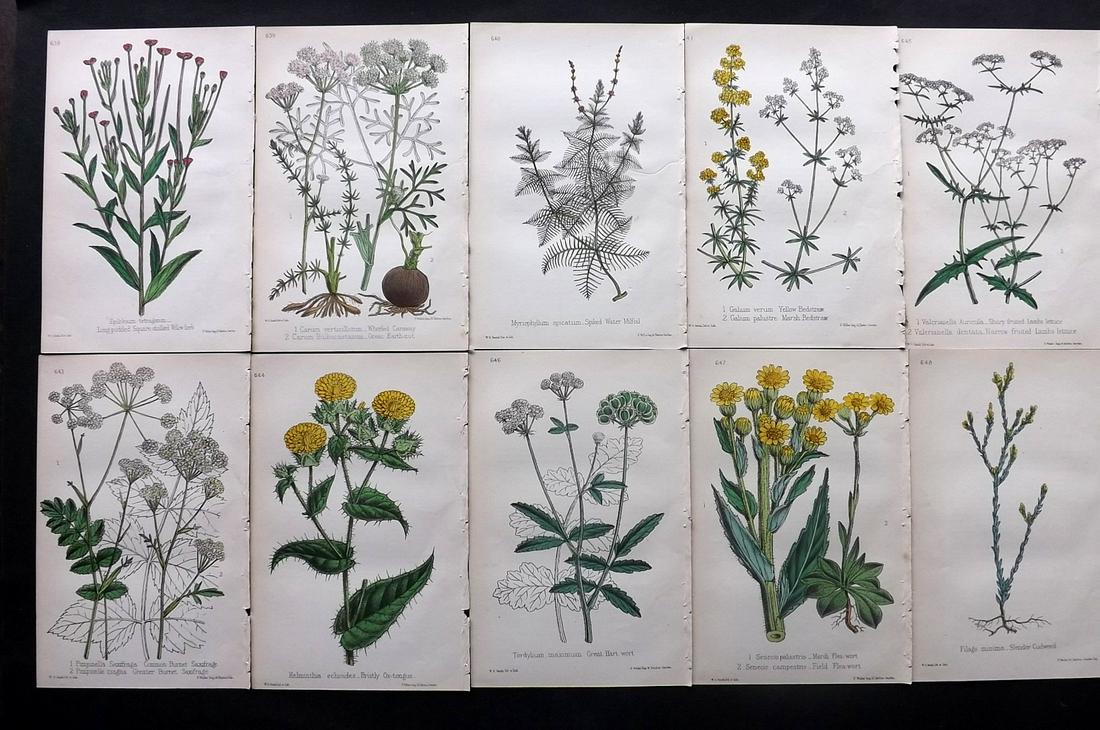 Hogg & Johnson C1870 Lot of 10 HCol Botanical Prints: Hand Coloured Lithographs Published 1863-1880, London for "The Wild Flowers of Great Britain" by Robert Hogg & George W. Johnson. Paper Size: 8.5 x 5 inch (22 x 14cm) Good Condition