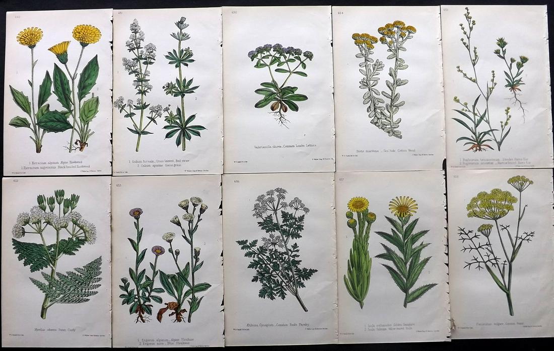 Hogg & Johnson C1870 Lot of 10 HCol Botanical Prints: Hand Coloured Lithographs Published 1863-1880, London for "The Wild Flowers of Great Britain" by Robert Hogg & George W. Johnson. Paper Size: 8.5 x 5 inch (22 x 14cm) Good Condition