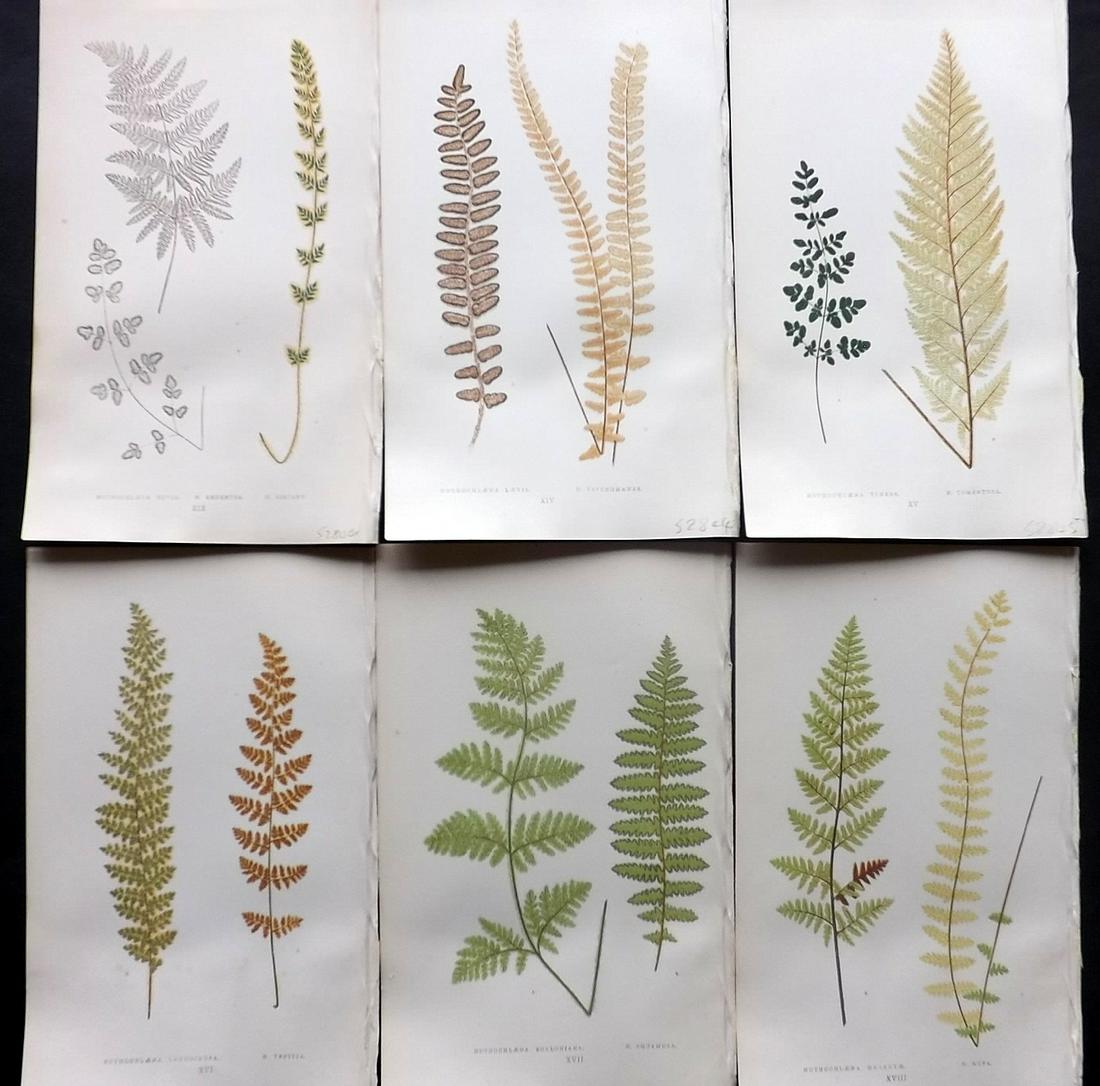 Lowe, Edward 1857 Lot of 6 Antique Fern Prints: Woodblocks Published 1856-62 by Groombridge and Sons, London for "Ferns: British and Exotic" by Edward Lowe. Illustrated by A.F. Lydon. Printed by Benjamin Fawcett. Paper Size: 10 x 6 inch (25 x 15cm)
