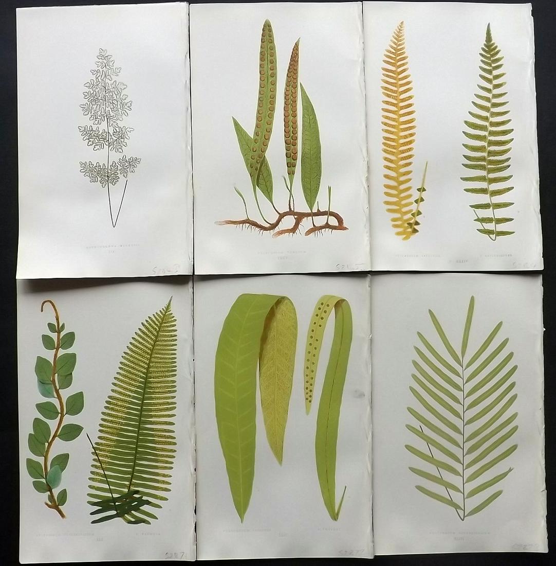 Lowe, Edward 1857 Lot of 6 Antique Fern Prints: Woodblocks Published 1856-62 by Groombridge and Sons, London for "Ferns: British and Exotic" by Edward Lowe. Illustrated by A.F. Lydon. Printed by Benjamin Fawcett. Paper Size: 10 x 6 inch (25 x 15cm)
