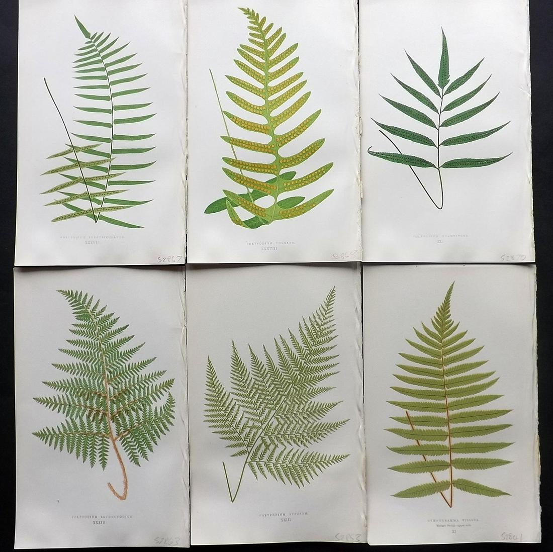 Lowe, Edward 1857 Lot of 6 Antique Fern Prints: Woodblocks Published 1856-62 by Groombridge and Sons, London for "Ferns: British and Exotic" by Edward Lowe. Illustrated by A.F. Lydon. Printed by Benjamin Fawcett. Paper Size: 10 x 6 inch (25 x 15cm)