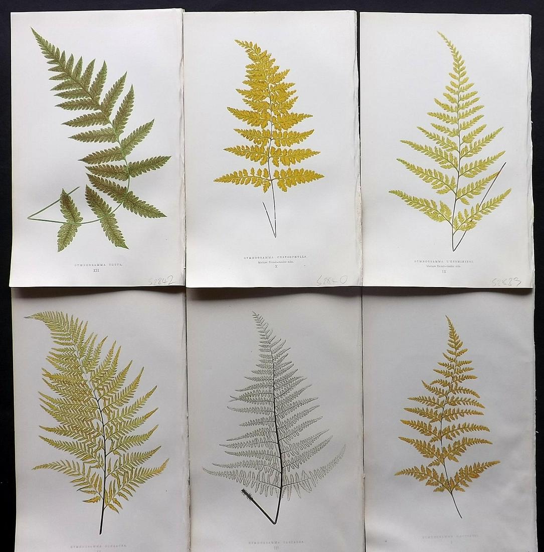 Lowe, Edward 1857 Lot of 6 Antique Fern Prints: Woodblocks Published 1856-62 by Groombridge and Sons, London for "Ferns: British and Exotic" by Edward Lowe. Illustrated by A.F. Lydon. Printed by Benjamin Fawcett. Paper Size: 10 x 6 inch (25 x 15cm)