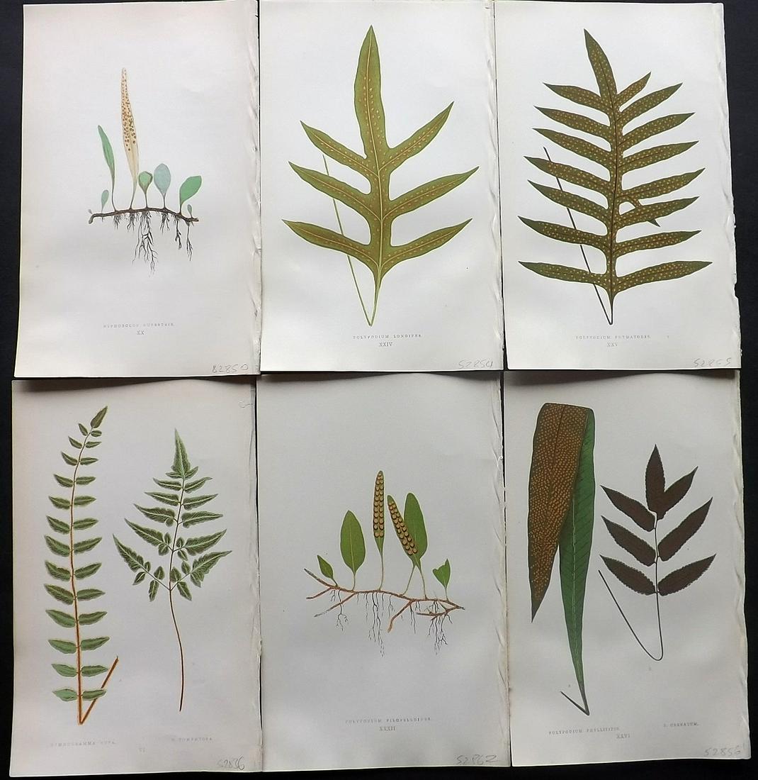 Lowe, Edward 1857 Lot of 6 Antique Fern Prints: Woodblocks Published 1856-62 by Groombridge and Sons, London for "Ferns: British and Exotic" by Edward Lowe. Illustrated by A.F. Lydon. Printed by Benjamin Fawcett. Paper Size: 10 x 6 inch (25 x 15cm)