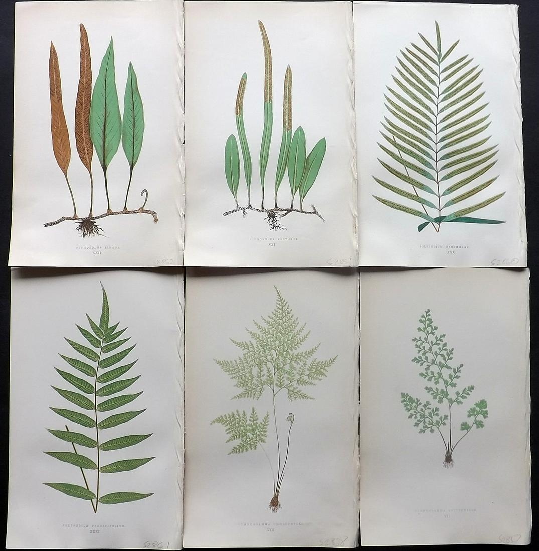 Lowe, Edward 1857 Lot of 6 Antique Fern Prints: Woodblocks Published 1856-62 by Groombridge and Sons, London for "Ferns: British and Exotic" by Edward Lowe. Illustrated by A.F. Lydon. Printed by Benjamin Fawcett. Paper Size: 10 x 6 inch (25 x 15cm)