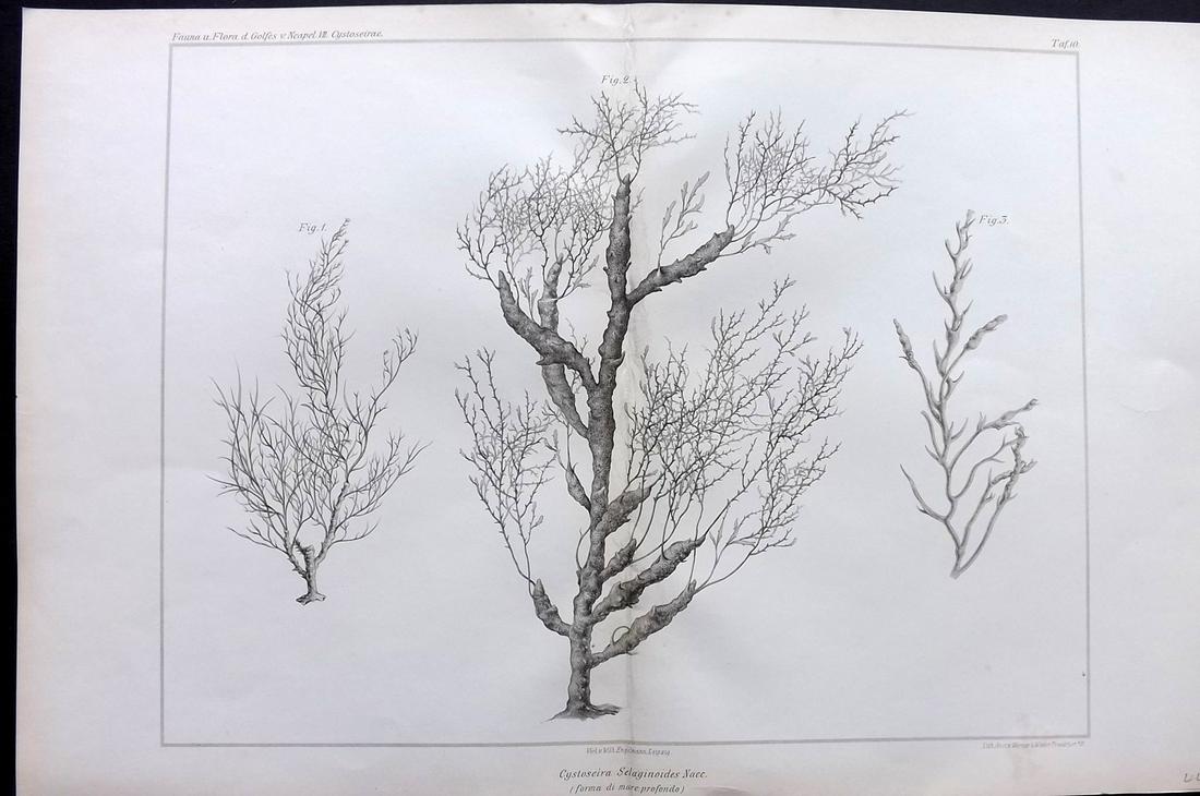 Naples Zoology Station 1883 Folio Seaweed Print 10: Folio Lithograph Published 1883, Leipzig for "Fauna und Flora des Golfes von Neapal" by The Zoologischen Station Zu Neapel. Paper Size: 17 x 11.5 inch (43 x 29cm) Very minor toning. Good Condition