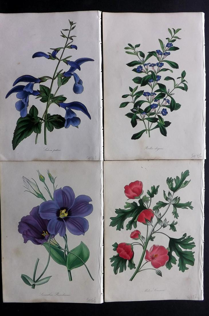Paxton, Joseph 1830's Lot of 4 HCol Botanical Prints (1 of 2)