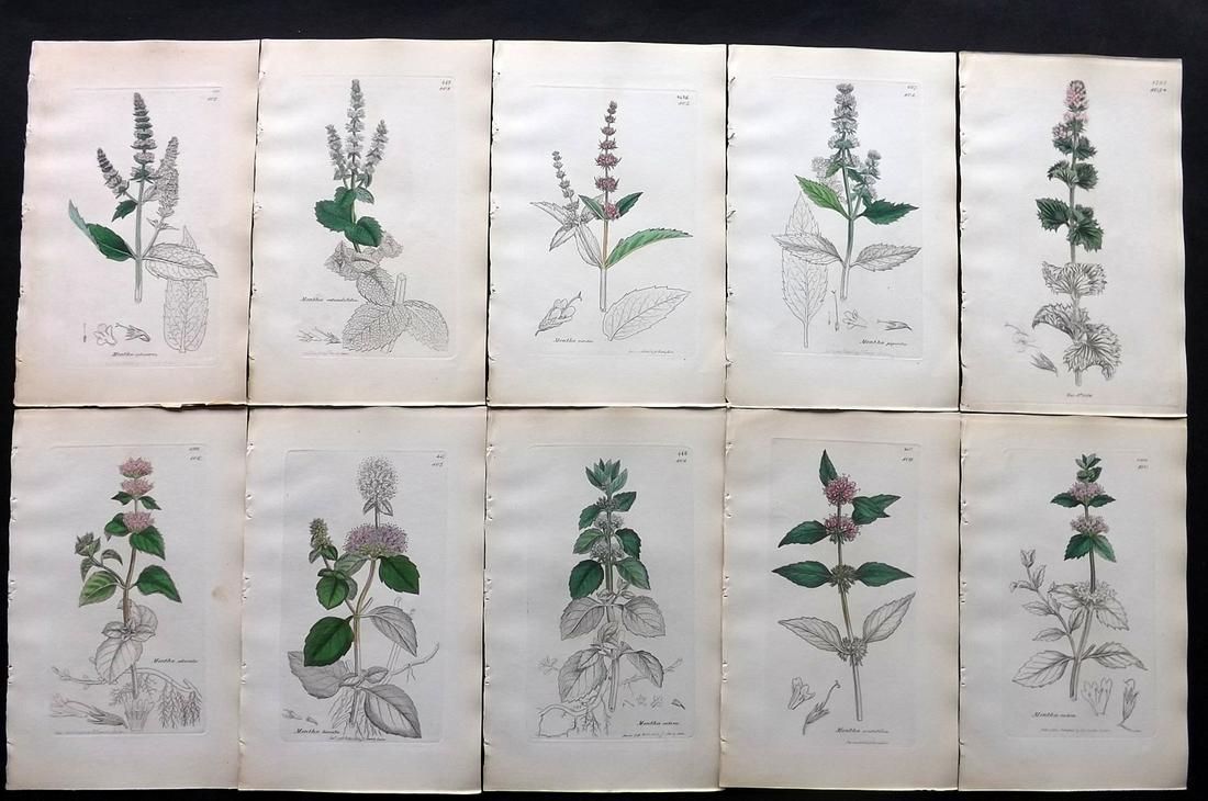 Sowerby, James C1840 Lot 10 Part HCol Botanical Prints: Partial Hand Colored Etchings only (as issued) Published London, 1832-46 for "English Botany; or, Coloured Figures of British Plants…" Second Edition by James Sowerby and Edward Smith. Paper Size: 9