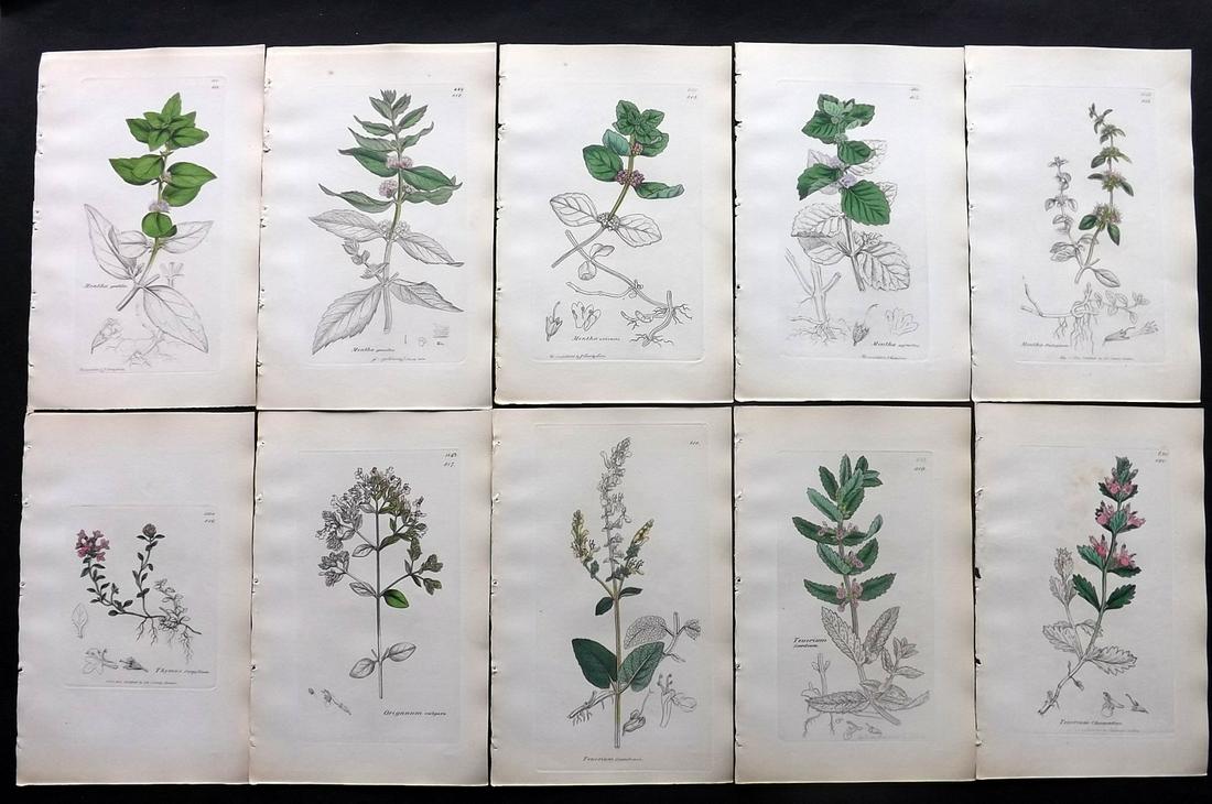 Sowerby, James C1840 Lot 10 Part HCol Botanical Prints: Partial Hand Colored Etchings only (as issued) Published London, 1832-46 for "English Botany; or, Coloured Figures of British Plants…" Second Edition by James Sowerby and Edward Smith. Paper Size: 9