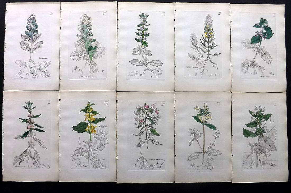 Sowerby, James C1840 Lot 10 Part HCol Botanical Prints: Partial Hand Colored Etchings only (as issued) Published London, 1832-46 for "English Botany; or, Coloured Figures of British Plants…" Second Edition by James Sowerby and Edward Smith. Paper Size: 9