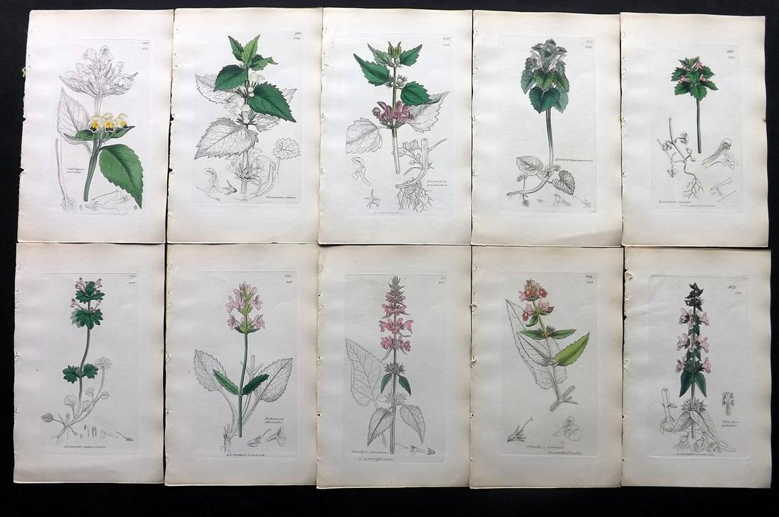 Sowerby, James C1840 Lot 10 Part HCol Botanical Prints: Partial Hand Colored Etchings only (as issued) Published London, 1832-46 for "English Botany; or, Coloured Figures of British Plants…" Second Edition by James Sowerby and Edward Smith. Paper Size: 9
