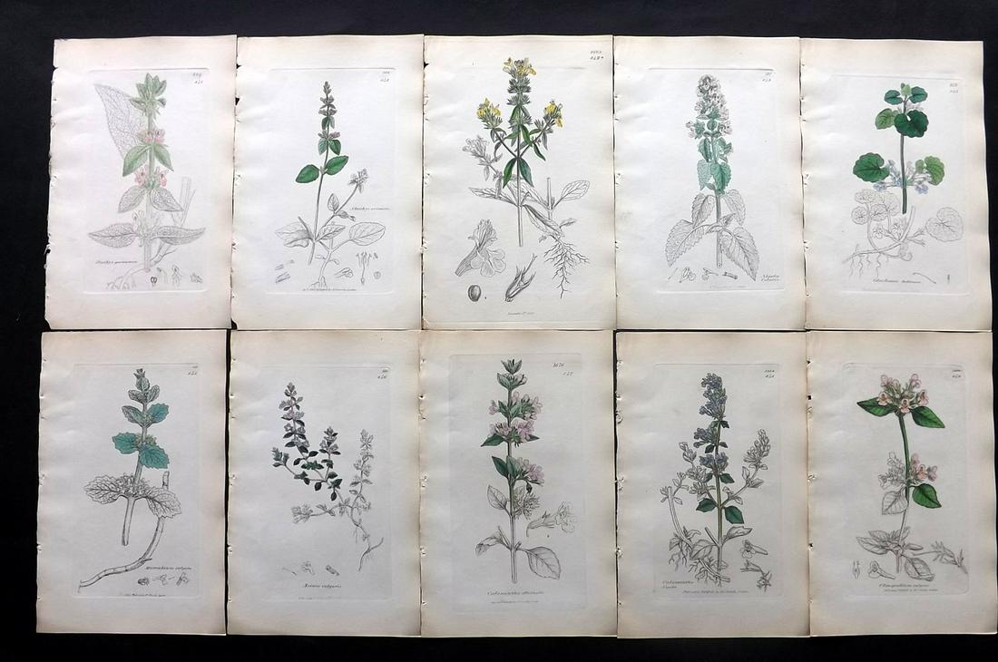 Sowerby, James C1840 Lot 10 Part HCol Botanical Prints: Partial Hand Colored Etchings only (as issued) Published London, 1832-46 for "English Botany; or, Coloured Figures of British Plants…" Second Edition by James Sowerby and Edward Smith. Paper Size: 9